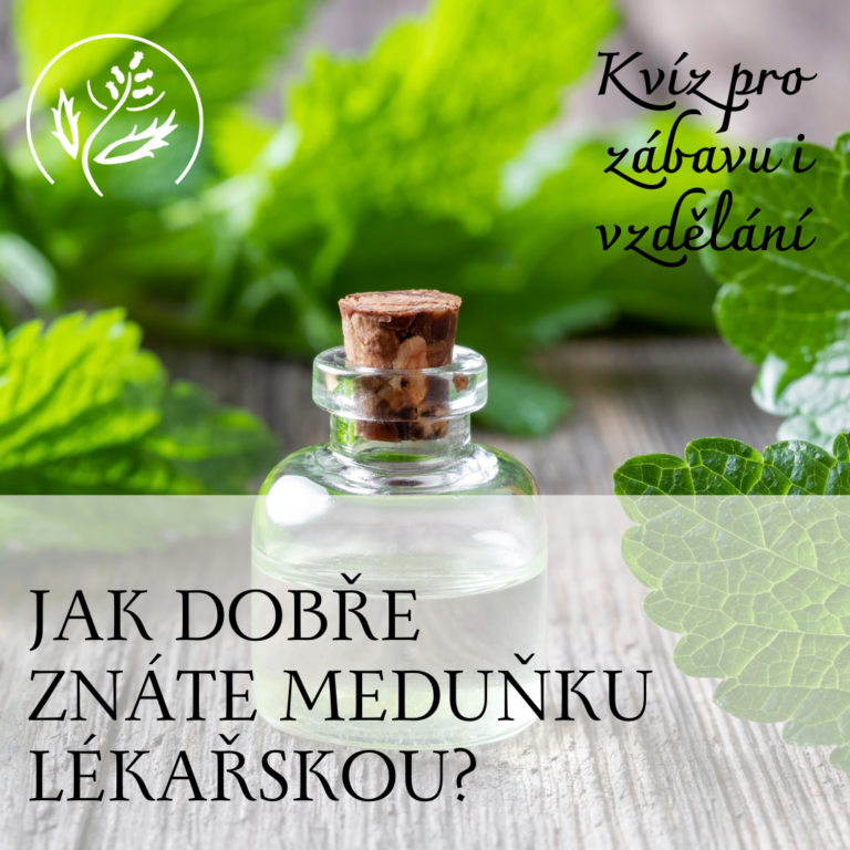 Meduňka lékařská
