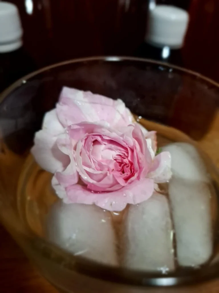 ruze ruzovy kvet rose