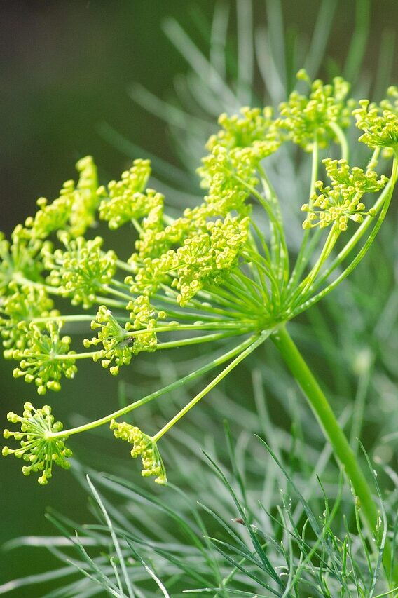 dill, cucumber, umbelliferae, seasoning, culinary herbs, aromatic plant, herb, blossom, bloom, doppeldolde, dill sauce, fish dishes, dill, dill, dill, dill, dill-4741813.jpg