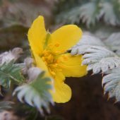 MOCHNA POTENTILLA