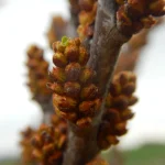 DSCN5975
