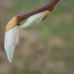 DSCN5977