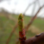 DSCN5987