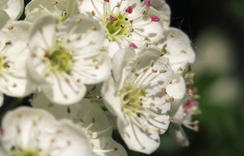 hawthorn, hawthorn blossom, blossoms-5078171.jpg