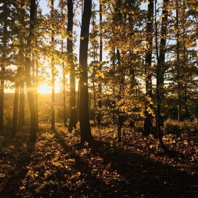 v lese a západ slunce