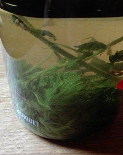 z mobilu verka 2286 z mobilu verka 2286